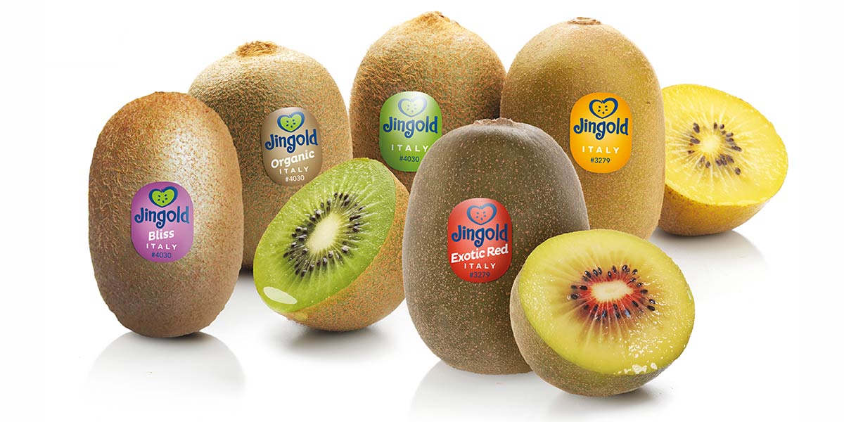 Kiwi, al via per Jingold la stagione dell’emisfero nord